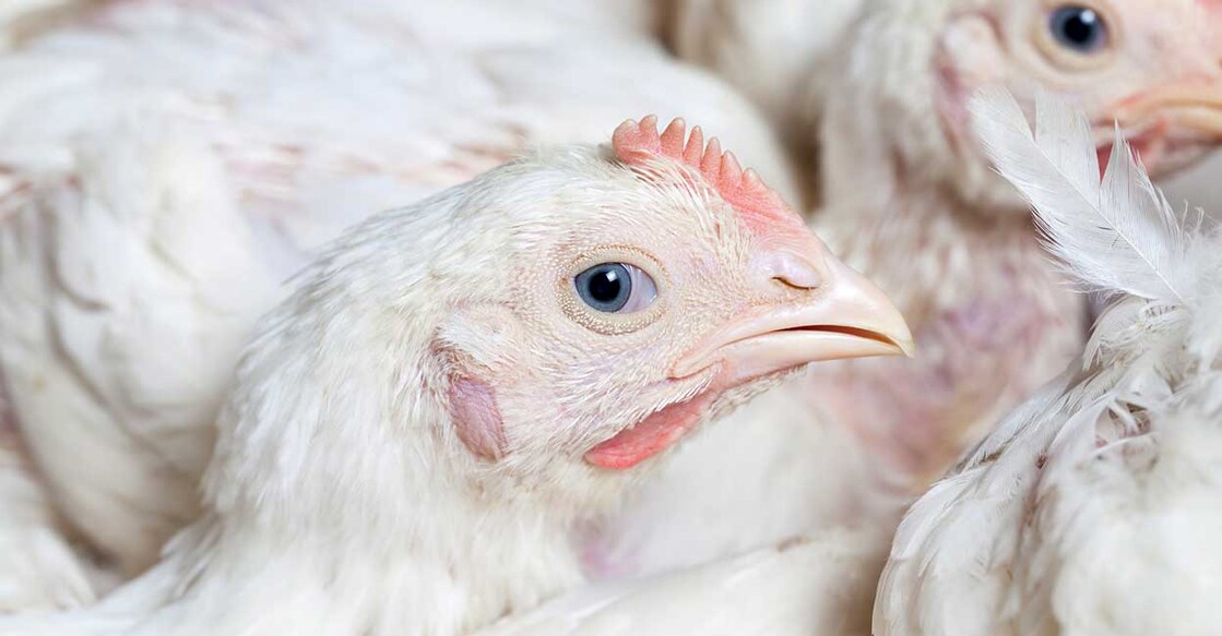 broiler-chicken-1 broiler-chicken-1