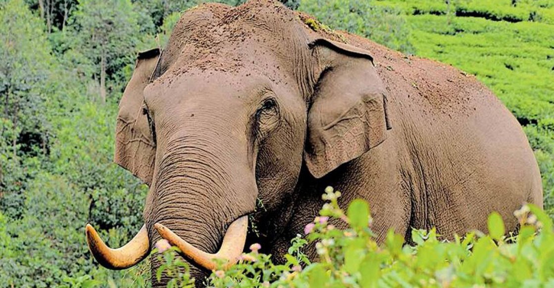 Padayappa. Photo: Manorama Online