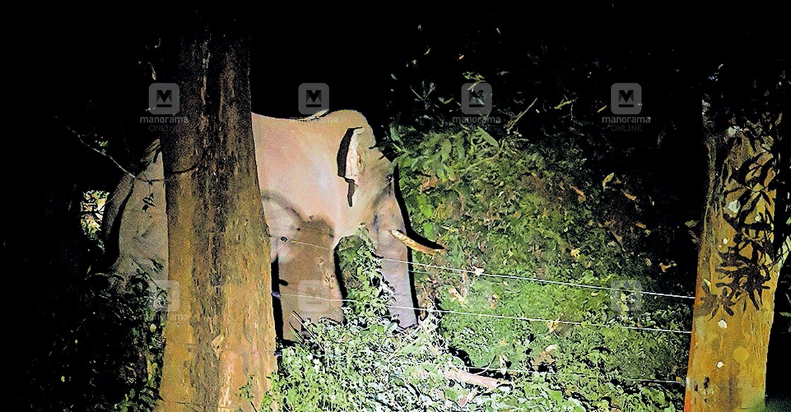 elephant-pt7-palakkad-dhoni