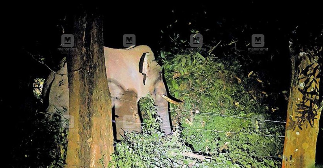 Palakkad Tusker 7. Photo: Manorama Online