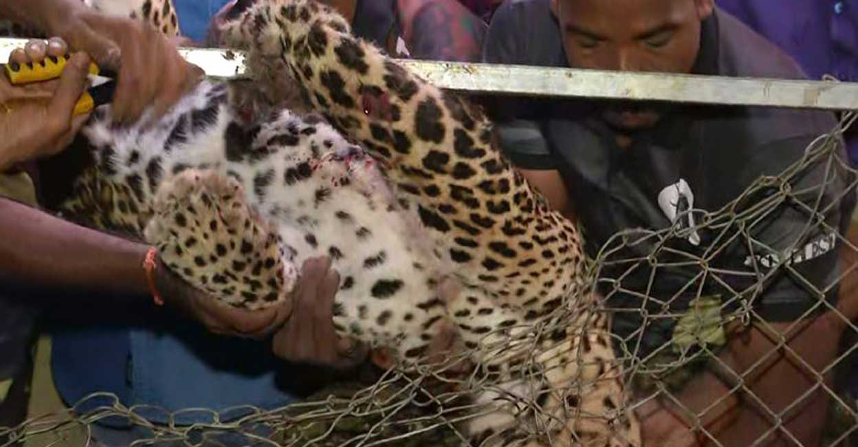 leopard-die-image