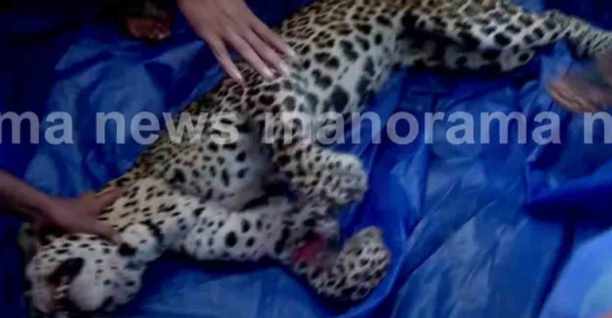 The four-year-old male leopard was trapped in the chicken coop for more than five hours. 