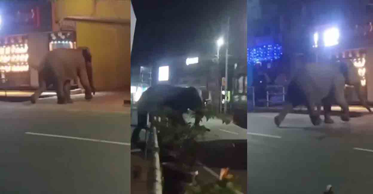 The Bathery town witnessed the elephant raid in the wee hours of Friday. The wild animal entered the town around 2.30am from outlying farms.  Photo: Screengrab/MMTV