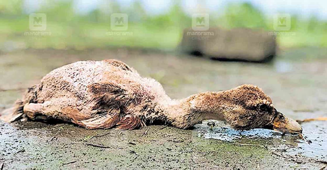 The birds within 1 kilometre from the poultry farm located in Ward number number 15 of Azhiyoor panchayath where bird flu was confirmed are to be culled, said the Animal Husbandry Department authorities. Photo: Manorama