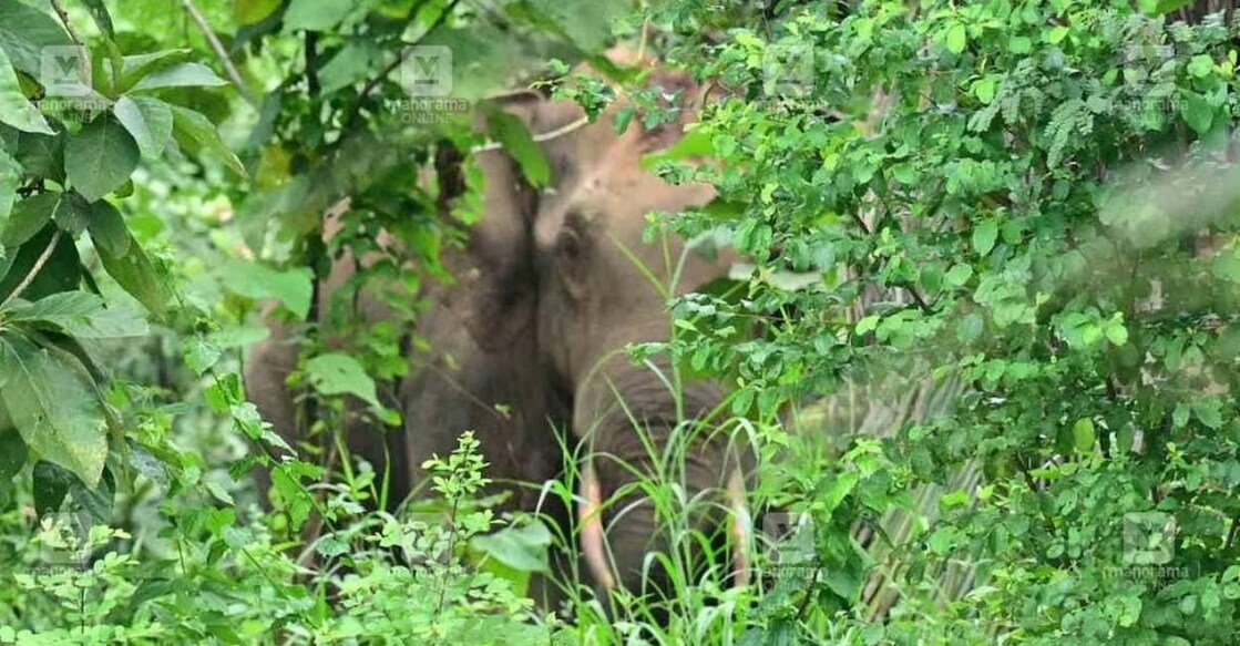 Wild elephant in Ulikkal. Photo: Manorama