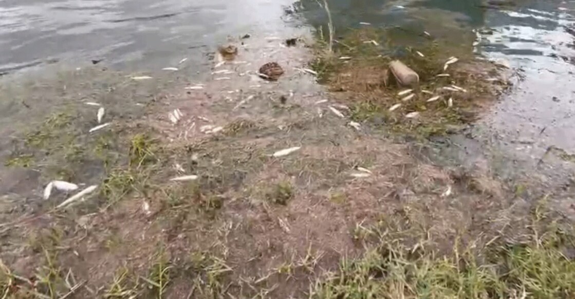 The fingerlings found dead in the dam waters of Anayirangal in Idukki on Saturday. Photo: Special arrangement