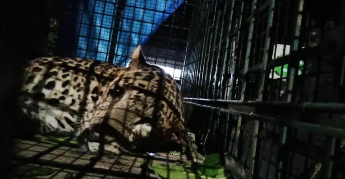 leopard-coop Forest officials said the leopard, too weak to hunt, could have ventured out to the forest-fringe village in search of food. Photo: Special Arrangement