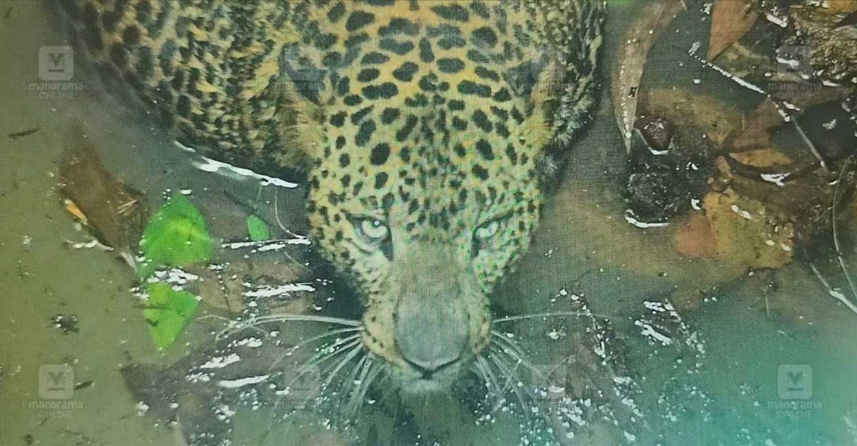 The leopard that fell into a well in Kannur. Photo: Dhanesh Asokan/Manorama