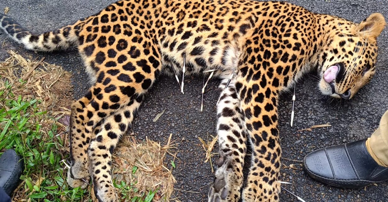 The carcass was found in the early hours on Monday with porcupine quills. Photo: Special arrangements
