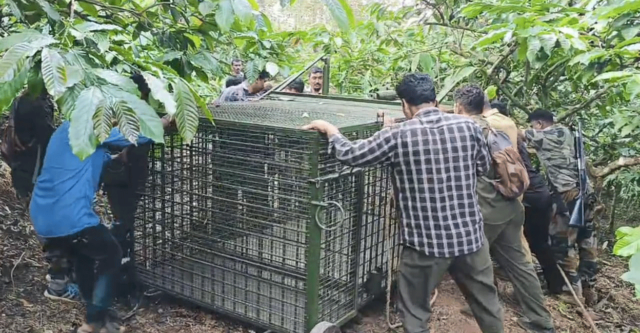 Forest Department personnel set up the cage trap for the tiger in a coffee plantation. Photo: Special arrangement
