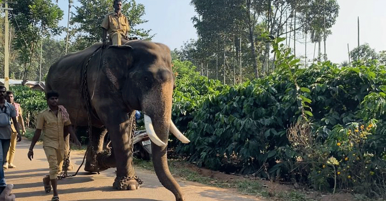 A kumki elephant at Koodallur in Vakery for the tiger hunt. Photo: Special arrangement