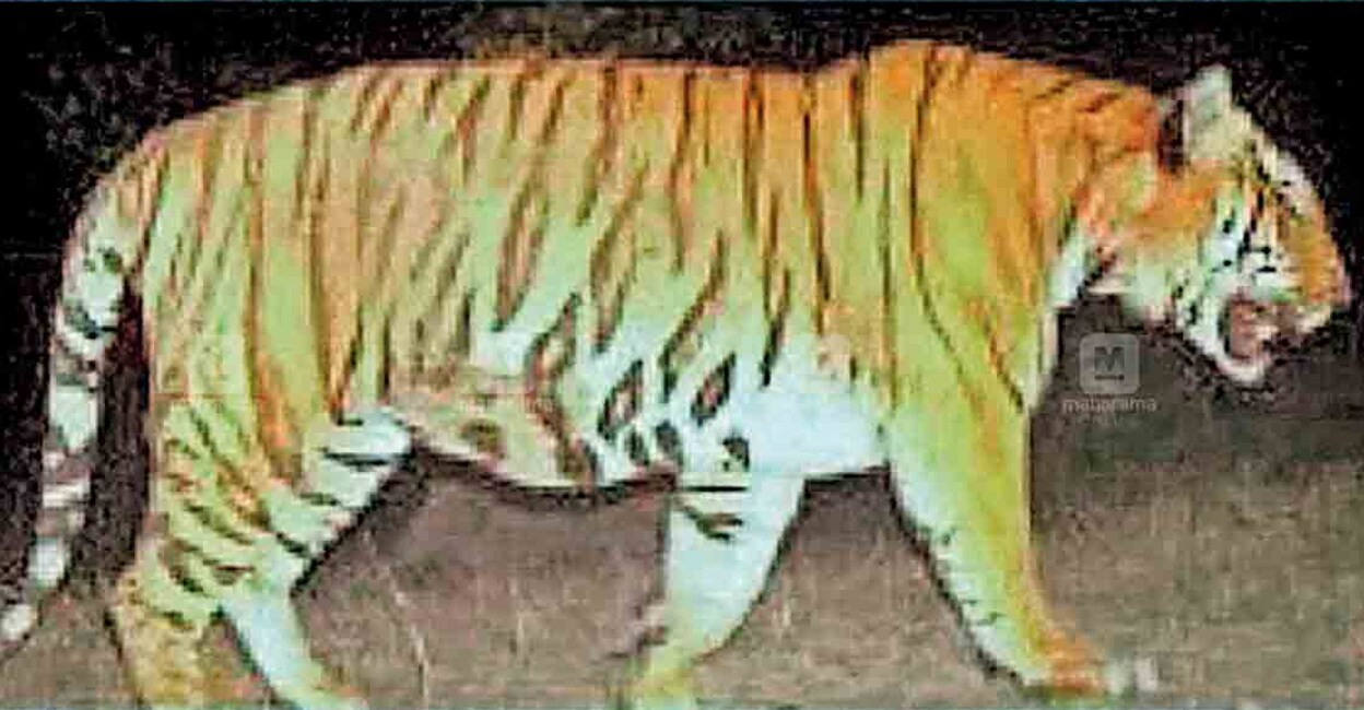 Image of the man-eater tiger in Wayanad as per the Forest Department's records. File Photo: Manorama