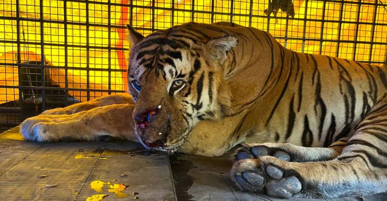 Tiger Man-eating tiger caged in Wayanad. File photo: Special arrangement