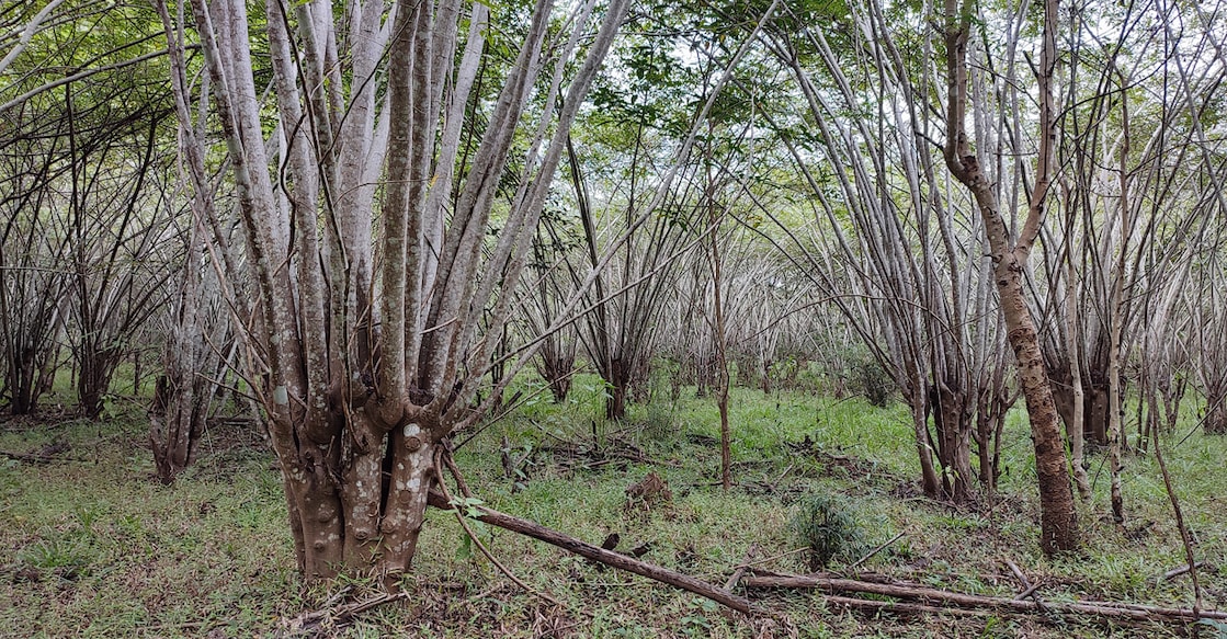 Grown-up senna in the Muthanga range of Wayanad Wildlife Sanctuary. Photo:  P A Vinayan