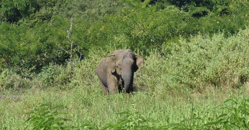 ‘alien Vs Native:’ A Silent Threat Spreads Fast In Wayanad Wildlife 