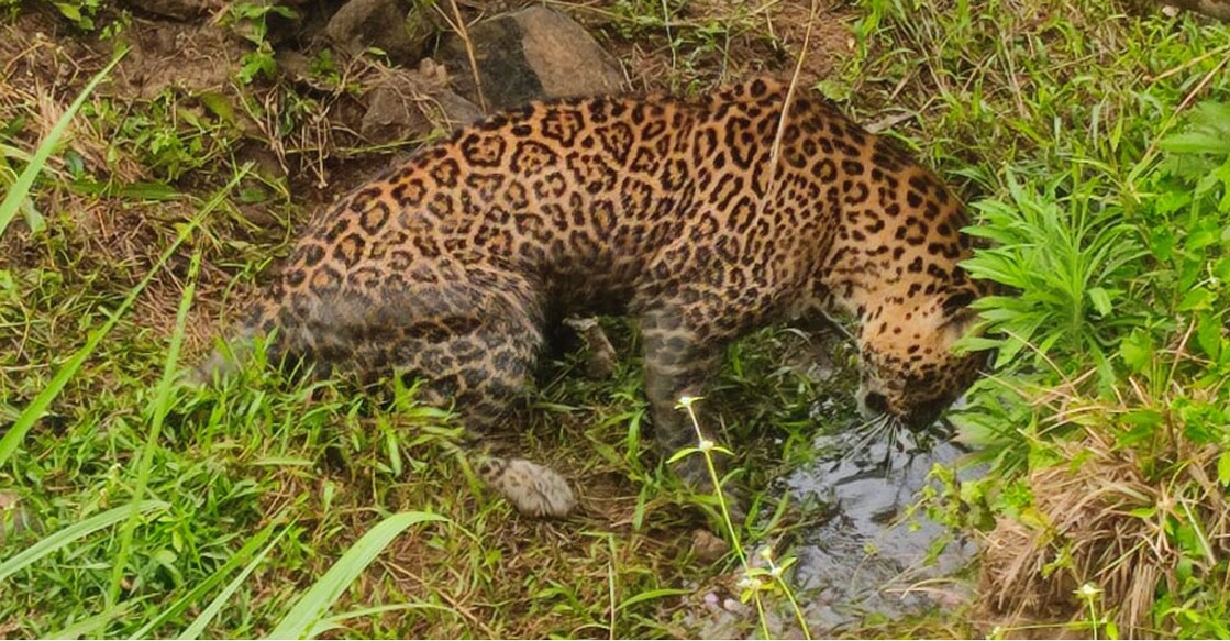 wayanad-leopard The leopard rescued from Ammani, Pulppalli, Wayanad. Photo: Special Arrangement