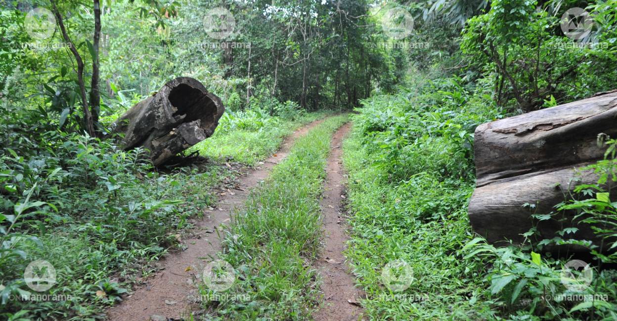 Students, teachers stranded inside Achankovil forest rescued after 10 hours