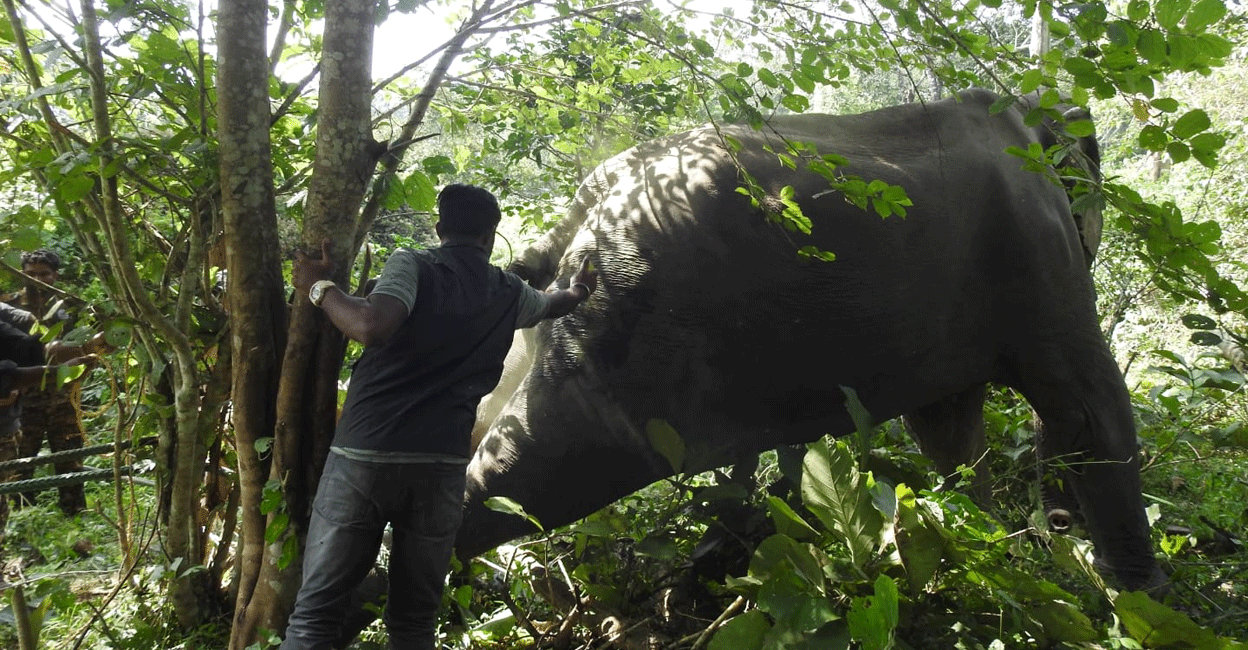 wayanad-injured-elephant The elephant undergoing treatment inside the Wayanad Wildlife Sanctuary on Wednesday. Photo: Special arrangement