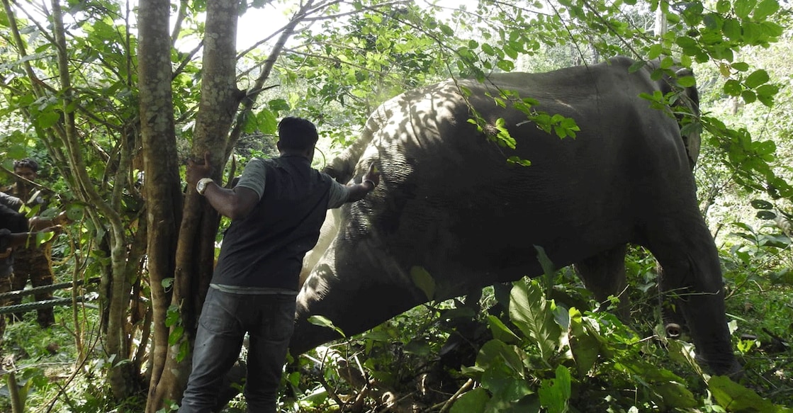 The elephant undergoing treatment inside the Wayanad Wildlife Sanctuary on Wednesday. Photo: Special arrangement