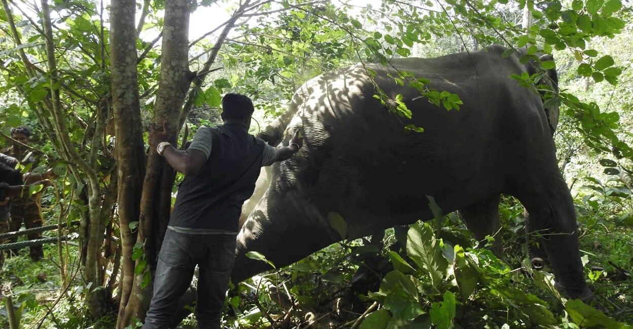 The elephant undergoing treatment inside the Wayanad Wildlife Sanctuary on Wednesday. Photo: Special arrangement