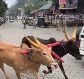 Nava Kerala Sadas in Kumily sees a bull run, providential escape for public