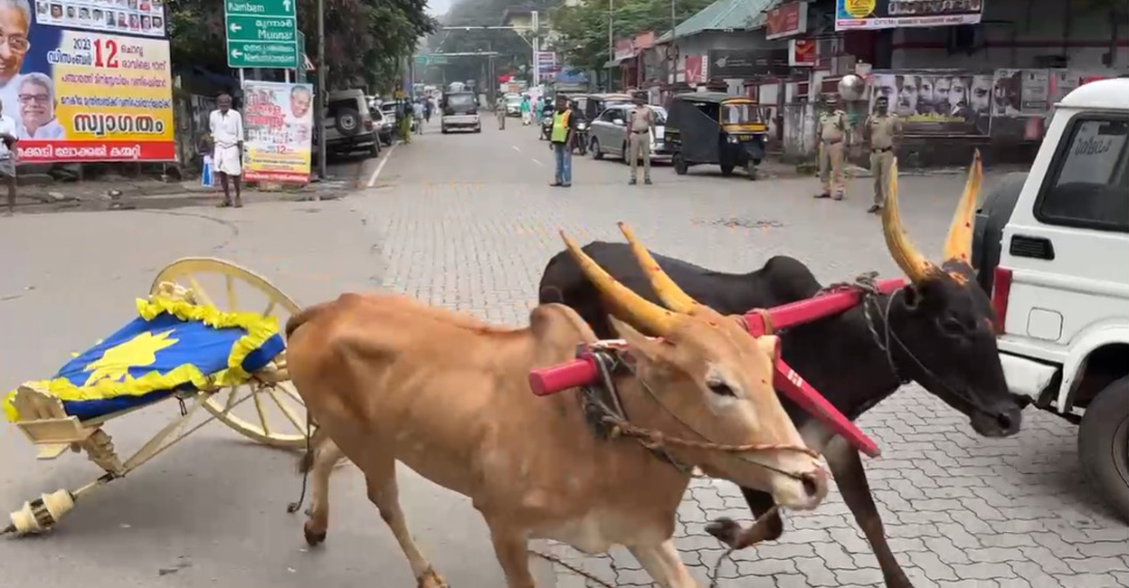 Bulls speeding through Kumily Town with a single-wheeled cart after it rammed a jeep. Photo: Special arrangements