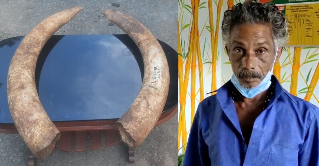 The ivory tusks which were seized from the accused; Purushothaman of Kurathikudy. Photo: Special Arrangement