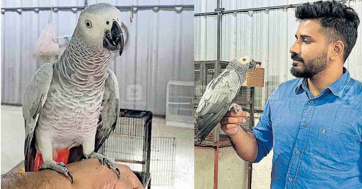 The 3-year-old parrot belongs to Akhil, a native of Pathadipalam: Manorama Online