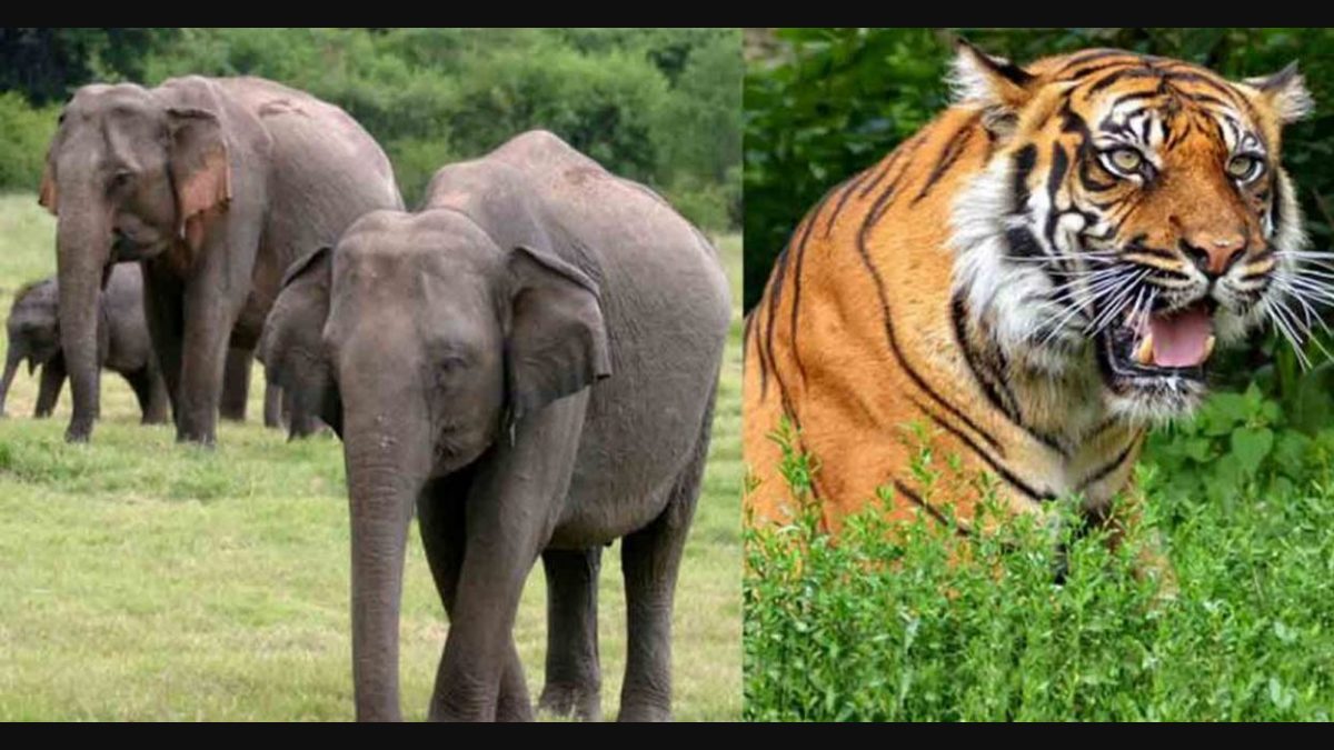 Wild animals entering human territory like never before; Tigers, elephants  top intruders - KERALA - GENERAL