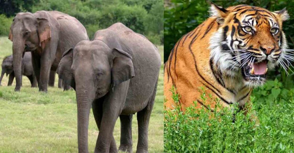 The count of the animals will be taken under the supervision of the Chief Wildlife Warden. Photo:Manorama Online