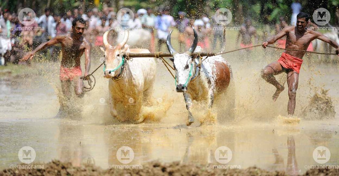 Bull race held at Kakkoor Kalavayal near Muvattupuzha. File photo: Manorama