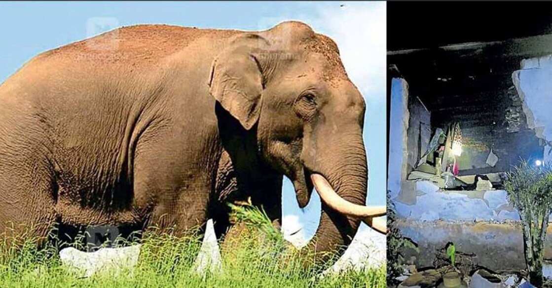 Arikomban (left) and a house that the tusker destroyed (right). Photo: Manorama Online