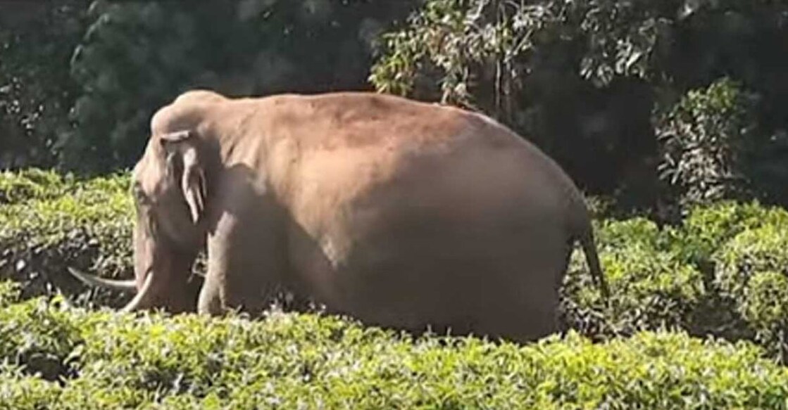 An elephant calf was also injured in Padayappa’s attack.