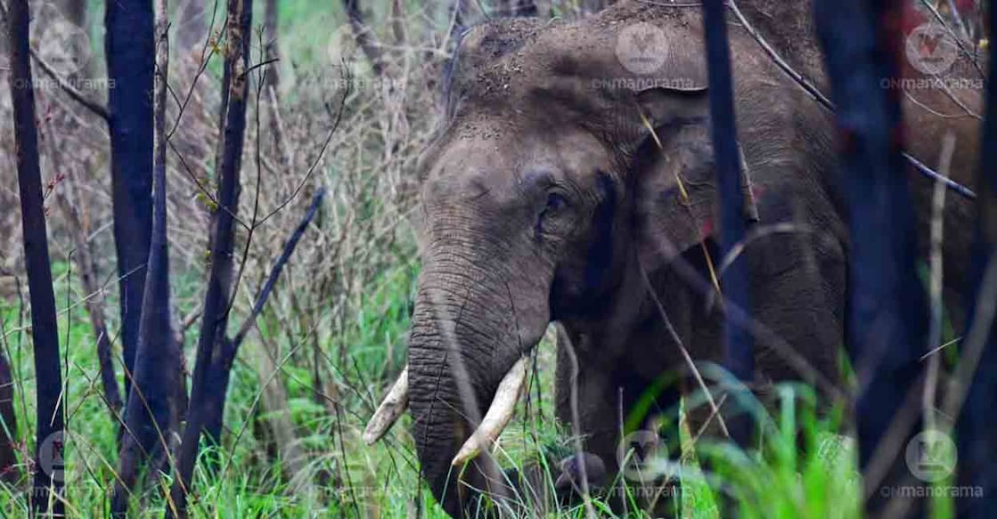 A wild elephant. Representational image: Manorama