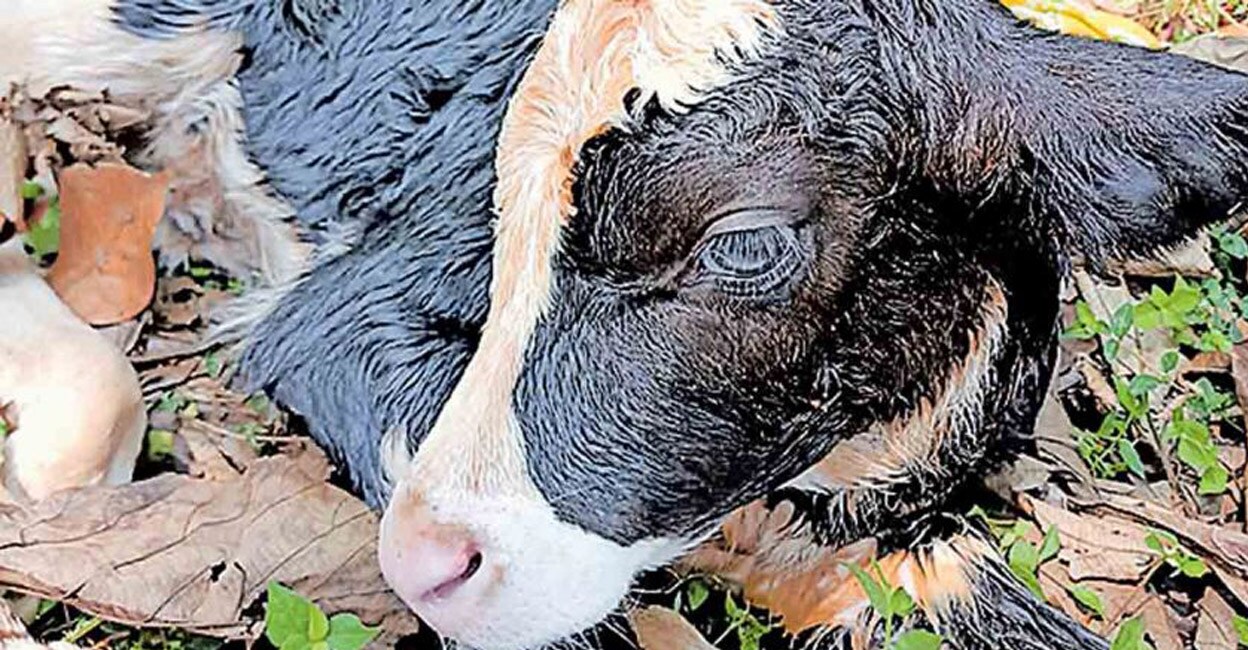 The cow, aged three-and-a-half years, became the centre of attention due to the rare delivery and the rescue efforts. Photo: Manorama
