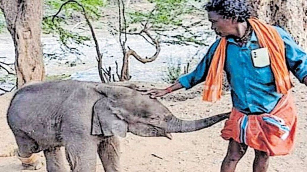 Theppakkadu elephant camp