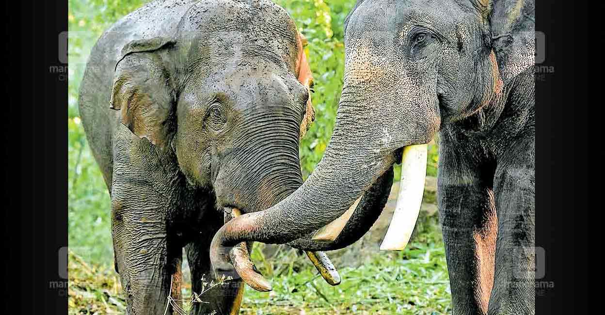 vikram-and-soorya-elephants Kumki elephants Vikram and Surya. Photo : Reju Arnold/Manorama