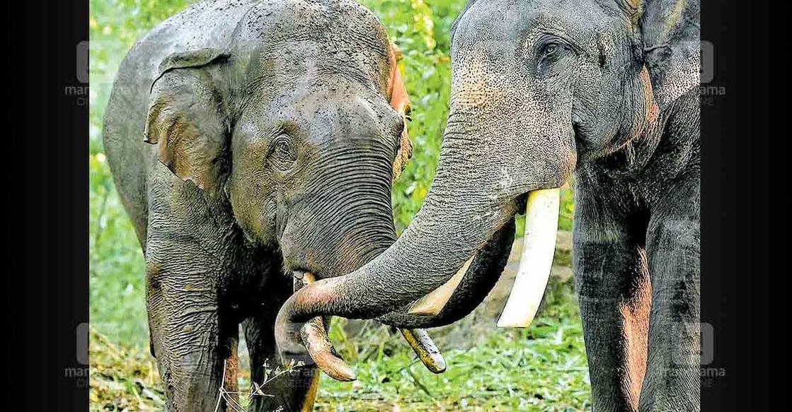Kumki elephants Vikram and Surya. Photo : Reju Arnold/Manorama