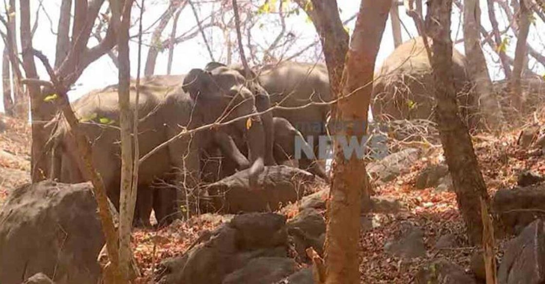 Wild elephants spotted near Malampuzha Dam. Photo: Manorama News/Screengrab