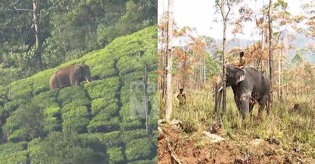The elephant is referred to as ‘Arikomban’ over its fondness for rice. Photo: Manorama