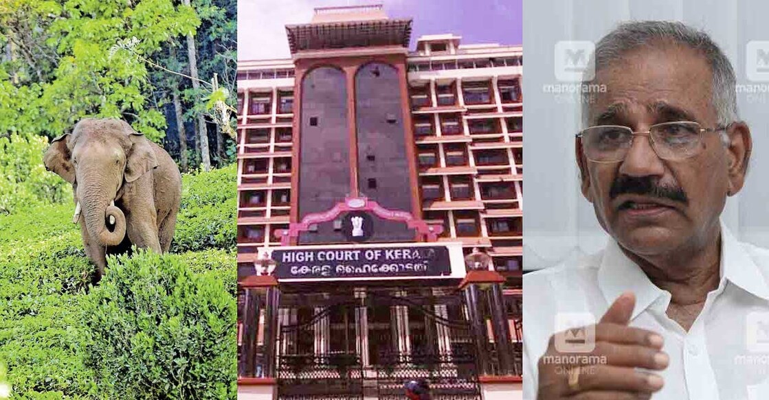 Minister Saseendran also said that if the court had not intervened, Arikomban would have been caught already. Photo: Manorama