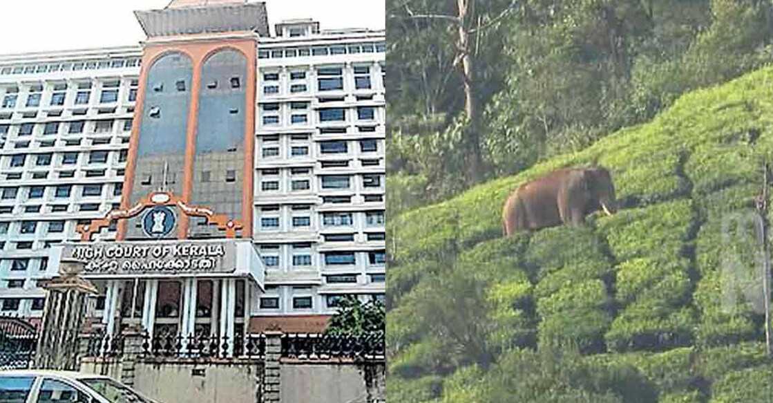 A team of the Kerala Forest Department has been camping in the area waiting for the High Court’s approval to capture the elephant. Photo: File Image