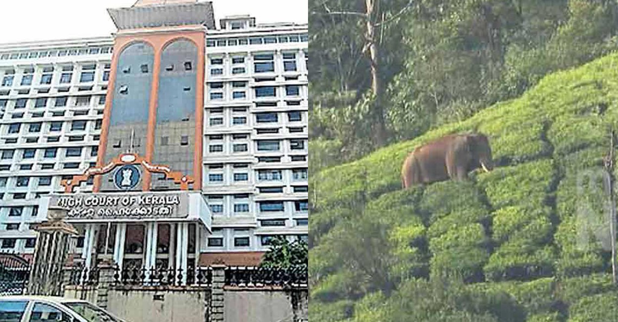 A team of the Kerala Forest Department has been camping in the area waiting for the High Court’s approval to capture the elephant. Photo: File Image