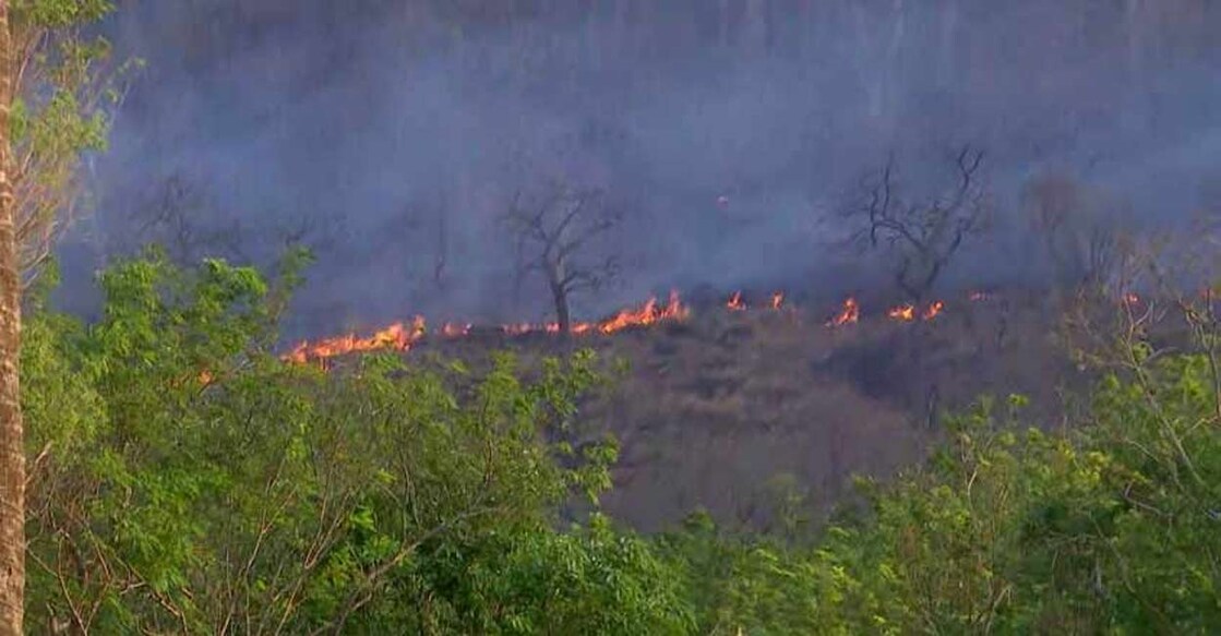 Amid growing mercury levels, the state has seen 420 hectares of forest land being burnt away so far. 