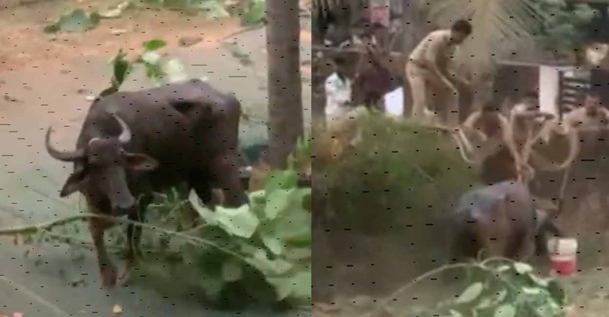 Screengrab shows the rescue personnel attempting to control the buffalo that went on a rampage at Mogral Puthur in Kasaragod. 