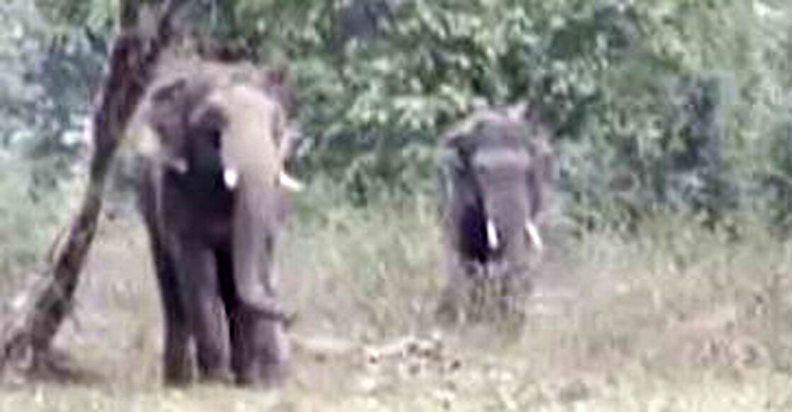 Arikomban (right) approaches Konni Surendran, one of the four kumki elephants, at Cement Bridge in Chinnakanal on Saturday. Photo: Screengrab/Manorama News