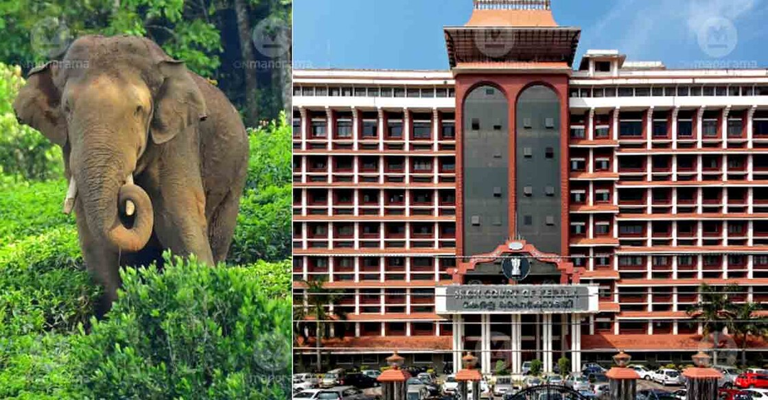 Rogue elephant Arikomban, Kerala High Court. Photo: Manorama