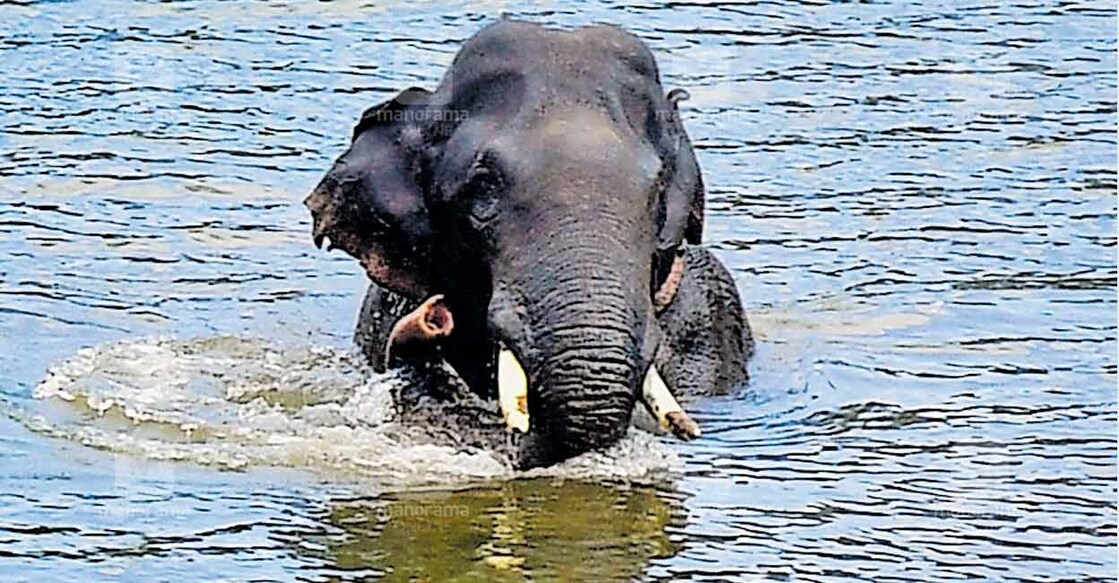 elephant-arikomban തകർത്തു,’ ഇനി കുളിക്കാം... ഇന്നലെ രാവിലെ ചിന്നക്കനാൽ 301 കോളനിയിലെ വീടിനുനേരെ ആക്രമണം നടത്തിയശേഷം ആനയിറങ്കൽ ജലാശയത്തിൽ നീന്തിക്കുളിക്കുന്ന അരിക്കൊമ്പൻ. ജനവാസമേഖലയിൽ ഭീതി സൃഷ്ടിച്ച അരിക്കൊമ്പനെ നാട്ടുകാരും വനം വകുപ്പ് ഉദ്യോഗസ്ഥരും ചേർന്ന് തുരത്തി ജലാശയത്തിനരികിൽ എത്തിക്കുകയായിരുന്നു. ചിത്രം: റെജു അർനോൾഡ് ∙ മനോരമ