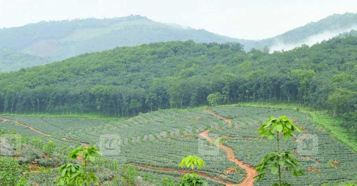 Cheruvally Estate The court also noted that even after the survey, several formalities were still left before initiating the land inquisition proceedings under Section 11 of the Act. Photo: Manorama/File image