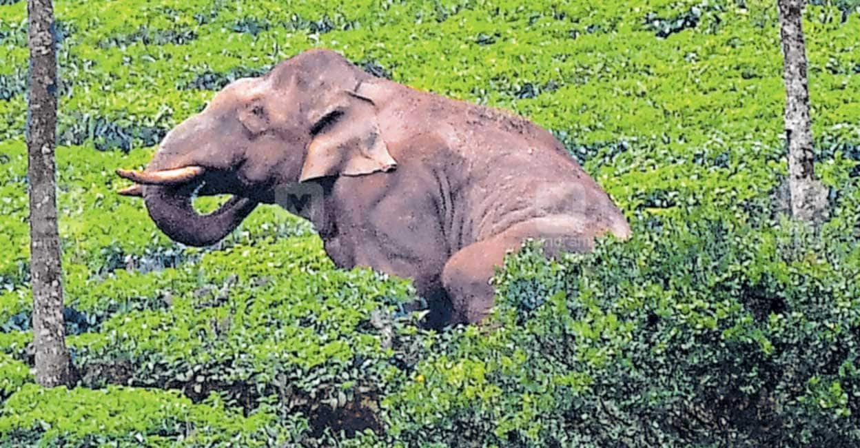 അരിക്കൊമ്പൻ: സർക്കാർ ആവശ്യം അംഗീകരിച്ച് ഹൈക്കോടതി, കൂടുതൽ സമയം അനുവദിച്ചു